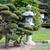 Bonzai
