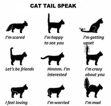 Co mówi Twój kot...??