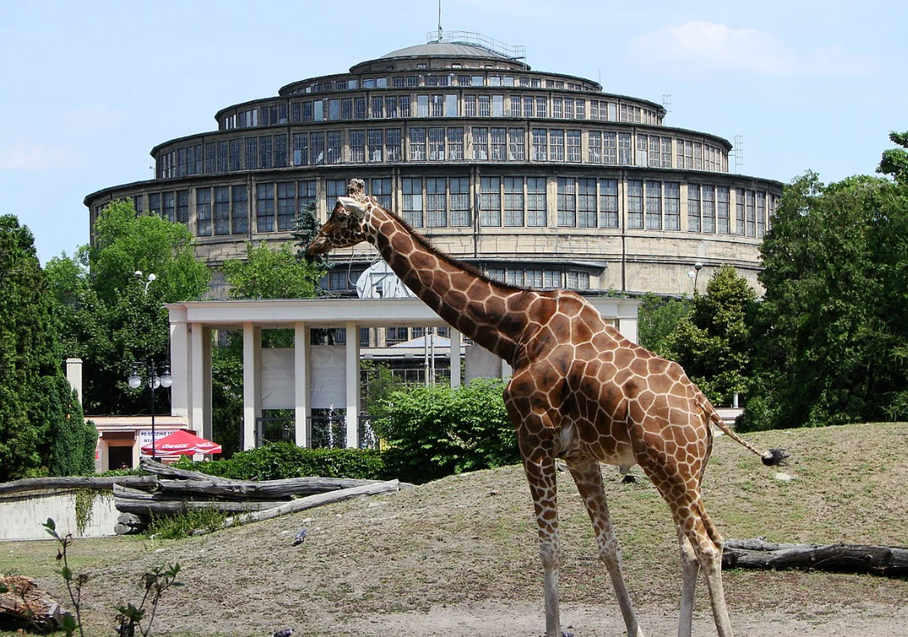 Wrocławskie ZOO wydało komunikat w sprawie zwierząt! "Przygotowujemy się na wszelkie scenariusze"