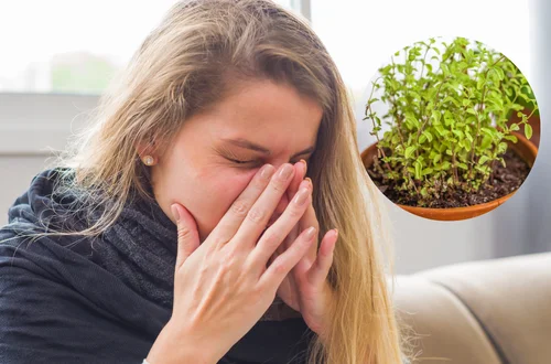 Majeranek na przeziębienie? Może pomóc, ale nie u wszystkich!