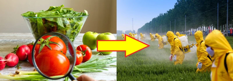 Sprawdź które OWOCE i WARZYWA wchłaniają NAJMNIEJ PESTYCYDÓW!