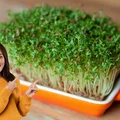 Nie masz czasu na warzywa? To zielone superfood wyrośnie w 3 dni i dostarczy Ci mnóstwo witamin!
