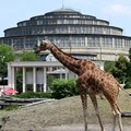 Wrocławskie ZOO wydało komunikat w sprawie zwierząt! "Przygotowujemy się na wszelkie scenariusze"