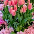 Tulipany ;)
