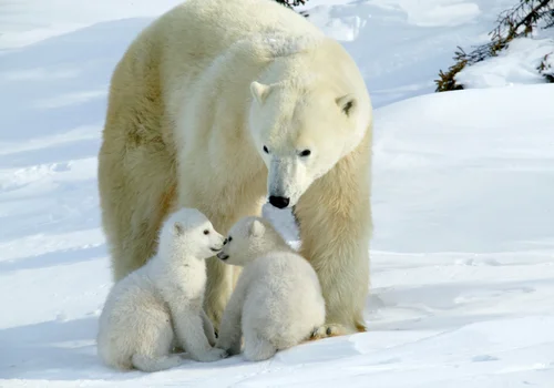 Dzień Niedźwiedzia Polarnego: Czy Wiesz Wszystko o Tym Majestatycznym Zwierzęciu?