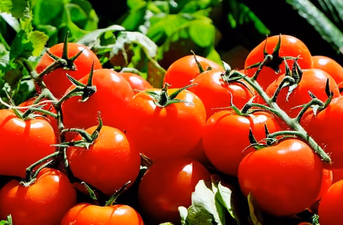 Jak odróżnić naturalnego pomidora od pomidora GMO? Dwa skuteczne sposoby
