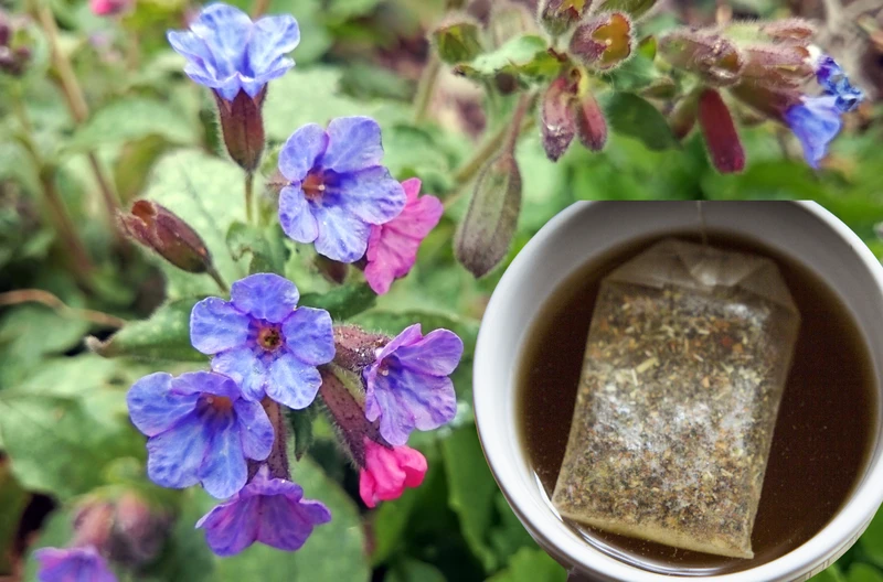Ta popularna roślina to naturalny lek na objawy menopauzy i wzmocnienie serca! Zrób z niej napar i poczuj się lepiej