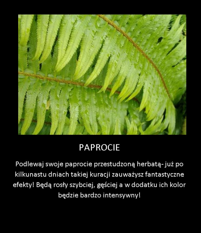 Prosty sposób na piękne paprocie!