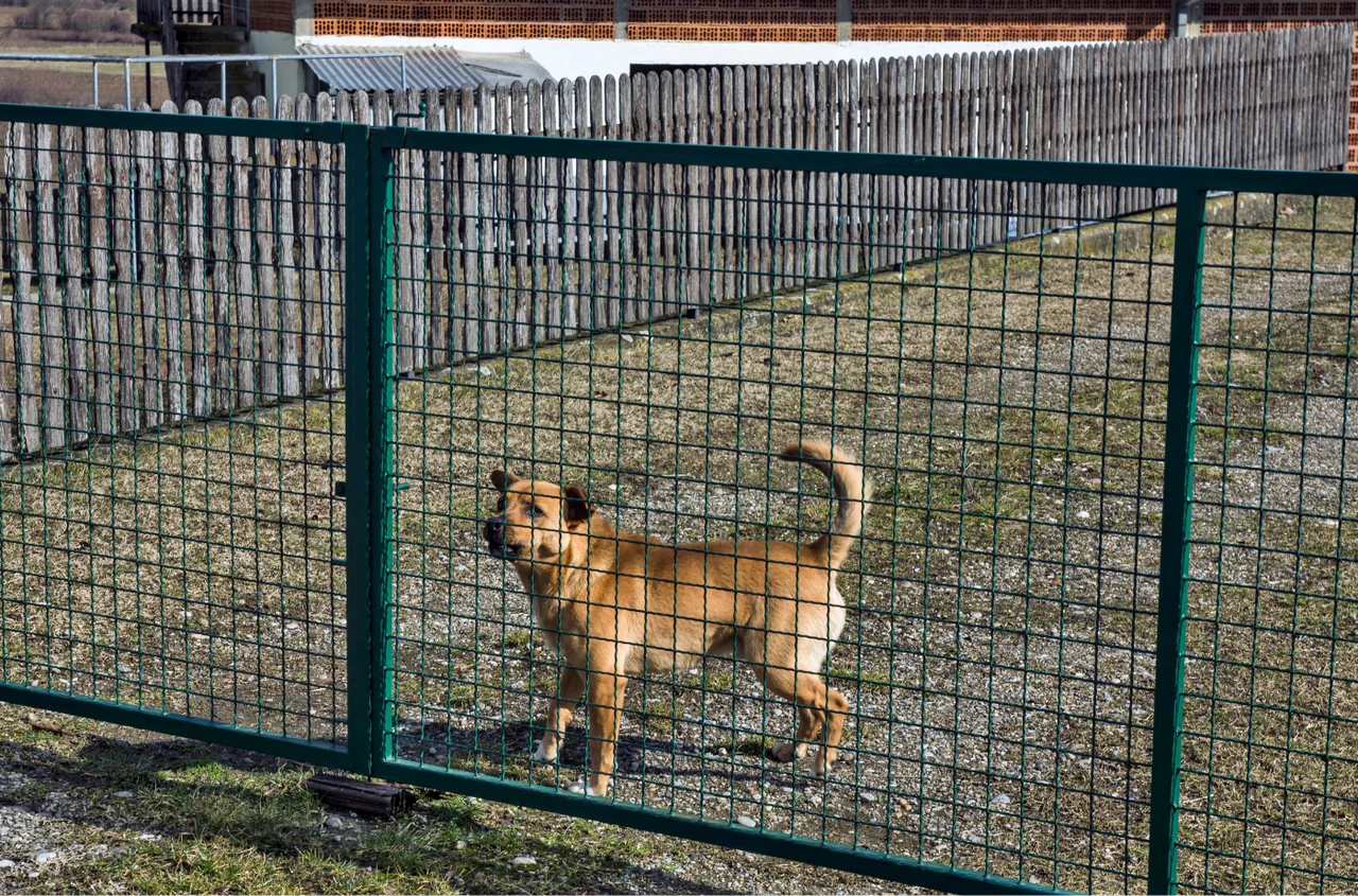 Nadchodzi nowy obowiązek dla właścicieli psów! Będzie też bezwzględny zakaz: "Pies to nie strażnik"