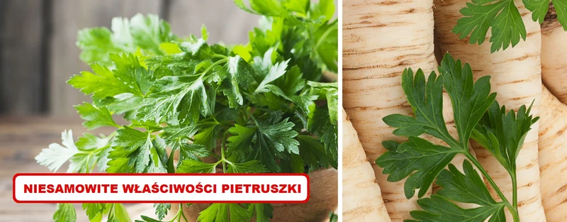Poznaj niesamowite właściwości PIETRUSZKI!
