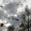 Silny wiatr w tych województwach! Alerty RCB i prognoza na weekend!