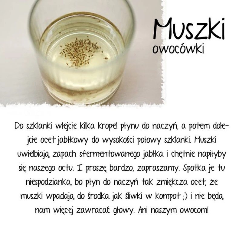 Sposób na muszki owocówki