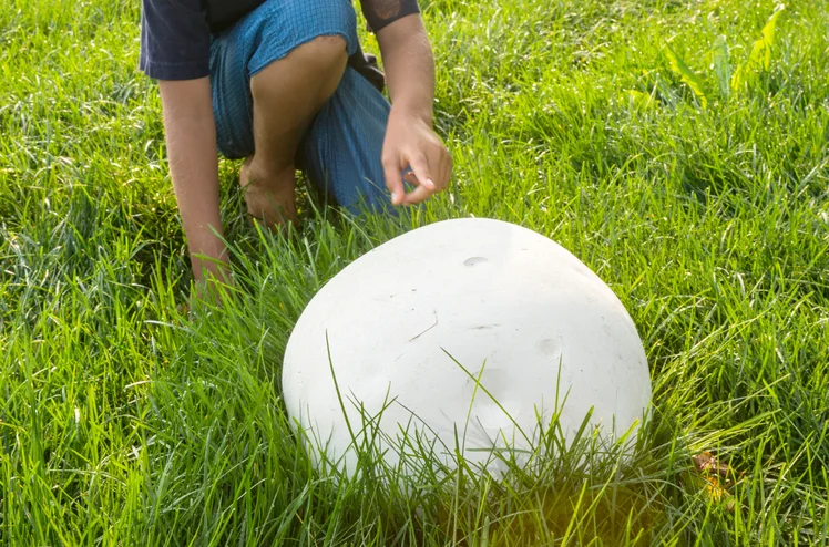 Zdjęcie Gigantyczne grzyby podbijają Polskę! Niektóre ważą nawet 20 kg – co to za grzyb i czy warto go zbierać? #1