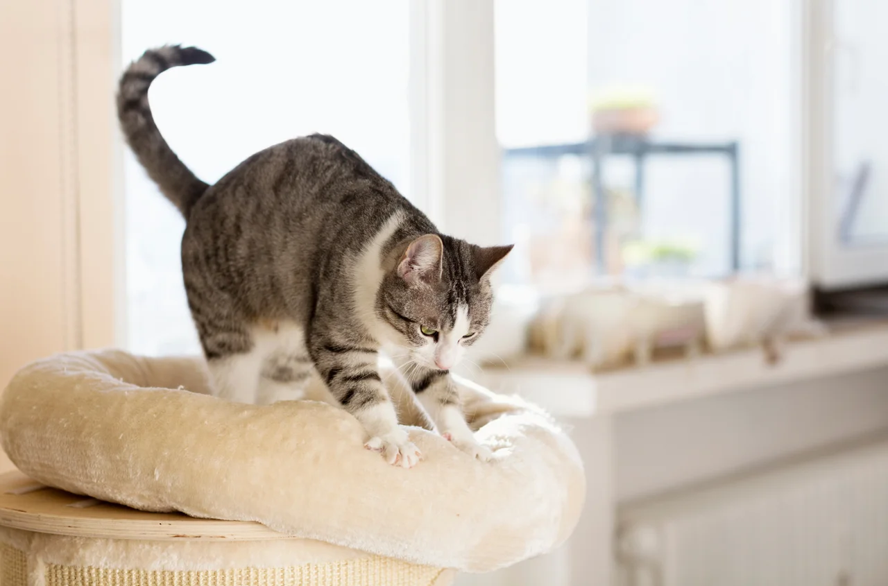 Dlaczego kot "ugniata" swojego właściciela lub poduszkę? To świadczy o TEJ emocji!