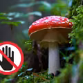 Ten grzyb niebawem zniknie z rynku! GIS przygotowuje nowy zakaz!