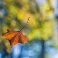 Dzień Spadającego Liścia: Symboliczne Znaczenie i Tradycje