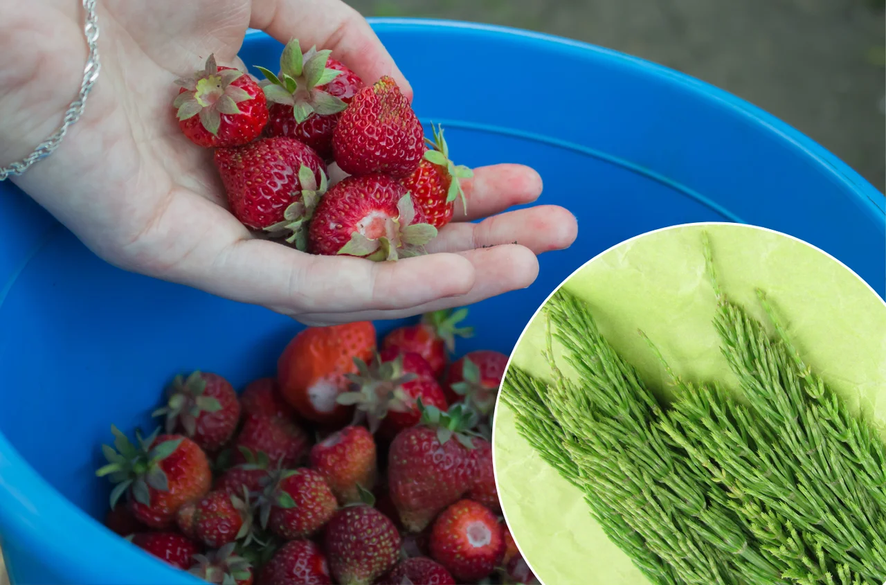 Ten chwast to naturalny eliksir dla truskawek! Zrób z niego nawóz, a zbiorów będzie co niemiara