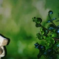 KOTLETY Z KASZANKI Z PODSMAŻONĄ CEBULKĄ