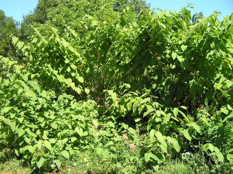 Zdjęcie Uwaga działkowcy: Te rośliny mogą zniszczyć ogród i portfel! Lista zakazanych gatunków została poszerzona #2