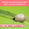 Poznaj najczęściej powtarzane MITY na temat KLESZCZY