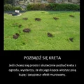 Trik na pozbycie się kreta z ogrodu! To działa!