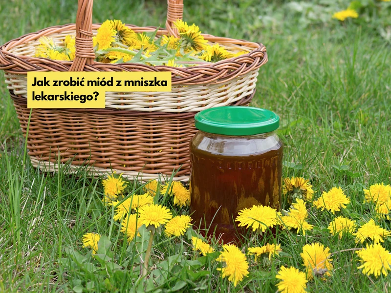 Jak zrobić miód z mniszka lekarskiego? Przepis krok po kroku