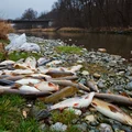Sytuacja na Odrze zaczyna się zmieniać. Coraz mniej martwych ryb!