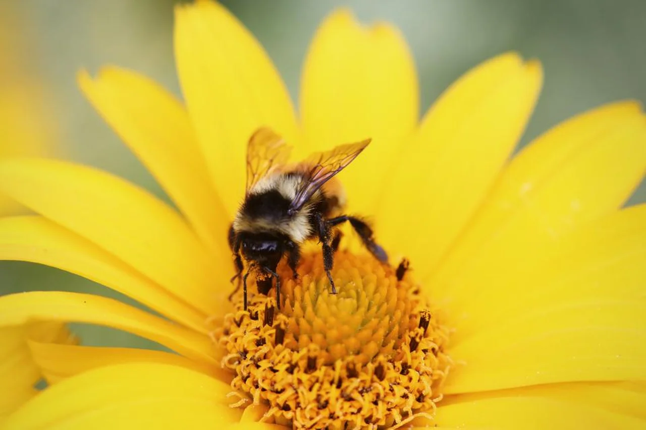 Dlaczego warto zaprosić pszczoły do swojego ogrodu?