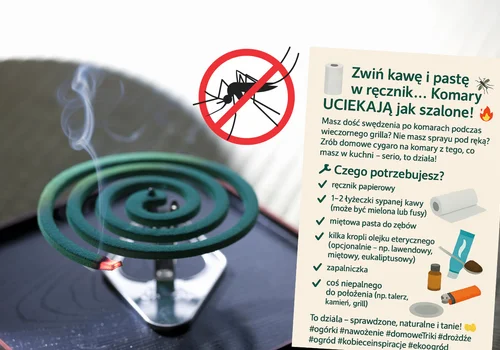 Zwiń kawę i pastę w ręcznik… Komary UCIEKAJĄ jak szalone! To „domowe cygaro” uratuje Twój wieczór w ogrodzie