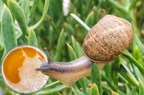 Ślimaki w ogrodzie? Oto 7 sposobów, które skutecznie się ich pozbędą