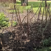 Dynie na wigwamach :)