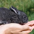 Jak prawidłowo zadbać o sierść królika?