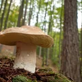 Jak wybrać las do szukania grzybów? Co zagwarantuje nam, że w lesie będą grzyby?