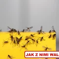 Wychodzisz na spacer i obsiadają Cię małe MUSZKI? To ZIEMIÓRKI!