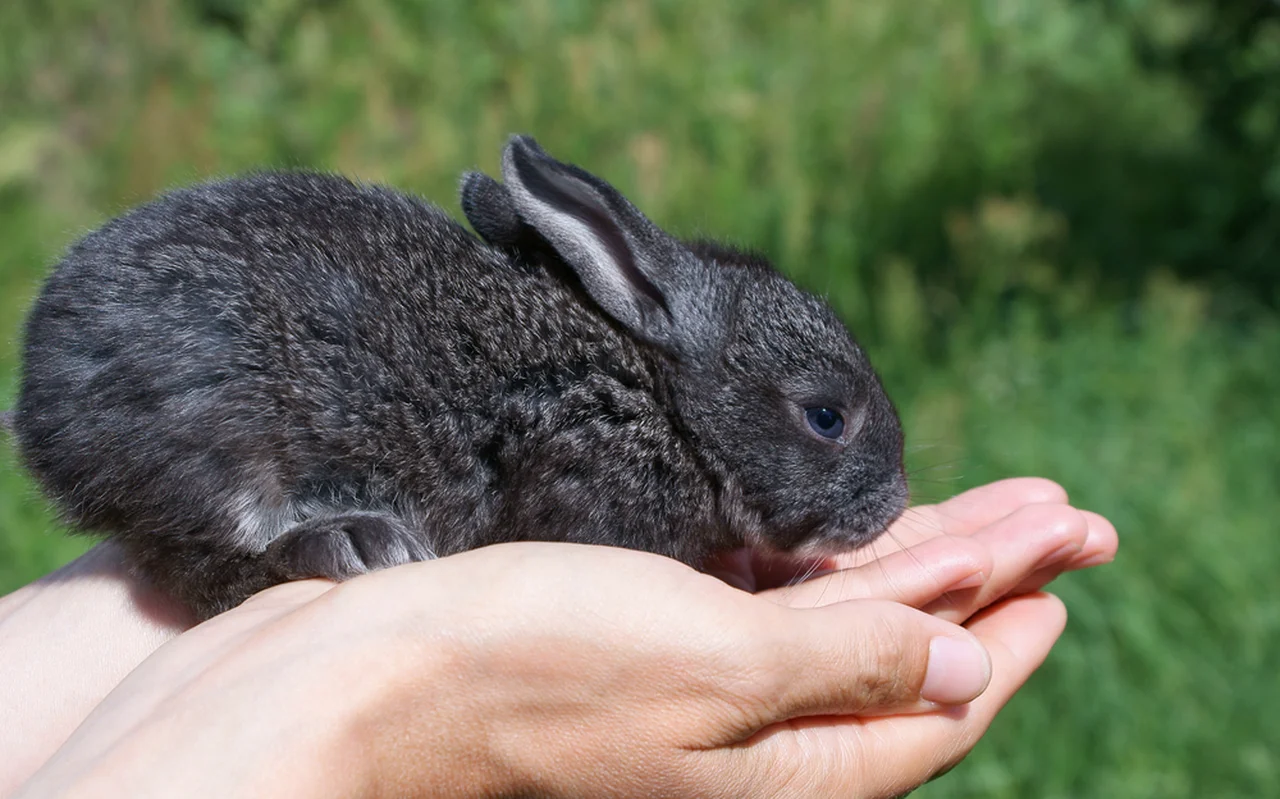 Jak prawidłowo zadbać o sierść królika?