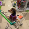 Wózki dla psów w marketach w Polsce! Na zakupy nie tylko z małymi pupilami!
