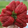 Truskawka gigant