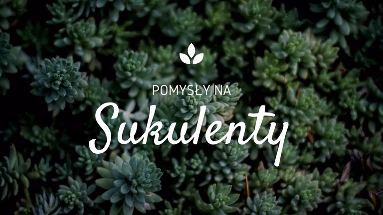 Oryginalne pomysły na wykorzystanie sukulentów