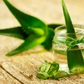 Aloes w doniczce - genialny lek na problemy skórne!