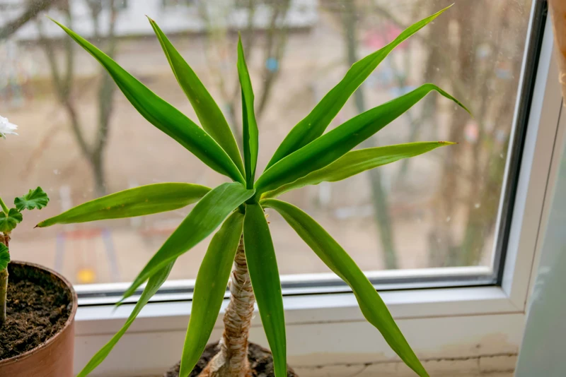 Dracena w domu? Uważaj, może być bardzo trująca!