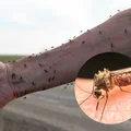 Dlaczego jest tak dużo komarów?
