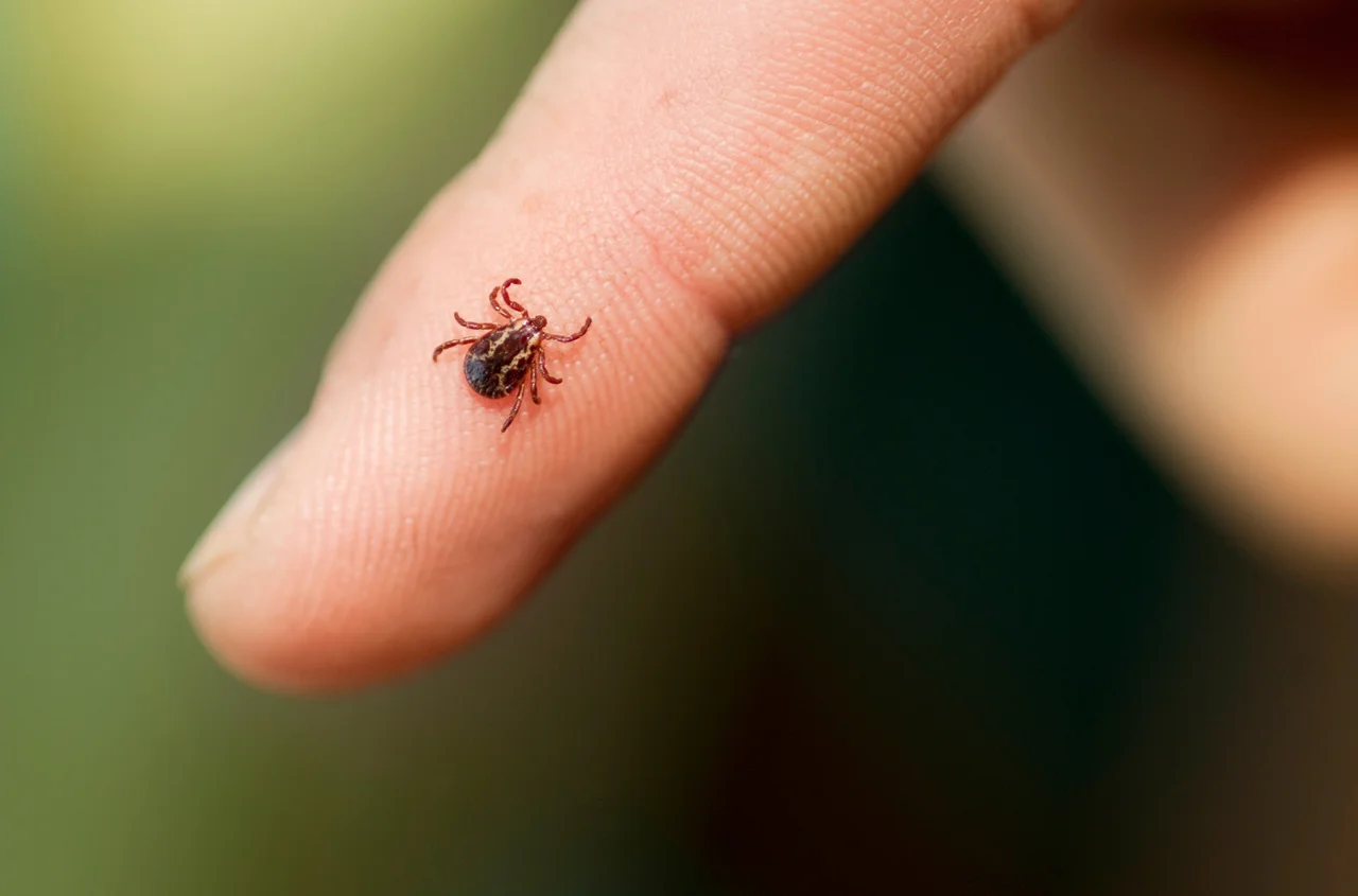 Nowy rodzaj kleszczy pojawił się w kilku regionach Polski! Objawy po ukąszeniu mogą być mylące