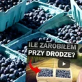 Ile można zarobić sprzedając jagody przy drodze? Znany YouTuber sprawdza!