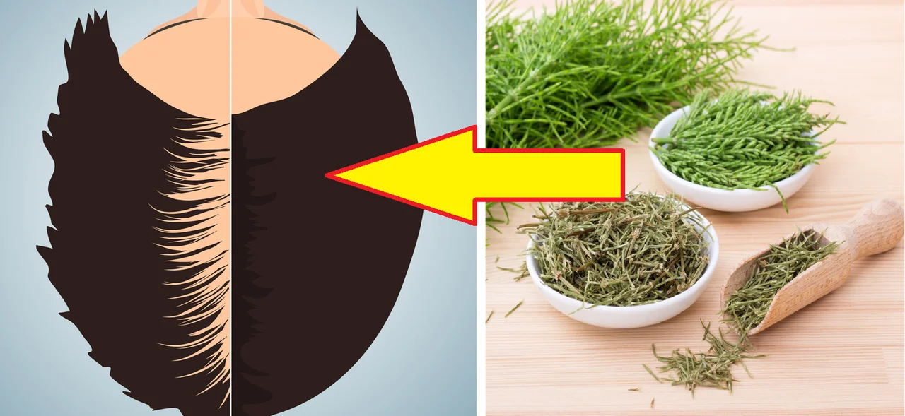 Skrzyp polny – jak go stosować, aby przyspieszyć porost włosów?