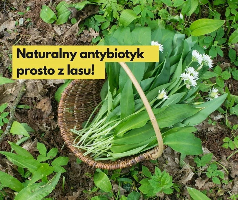 Naturalny antybiotyk prosto z lasu!  Czosnek niedźwiedzi -i jego właściwości zdrowotne i lecznicze.