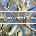 Ekstrakt  z liścia oliwnego - na co pomaga?