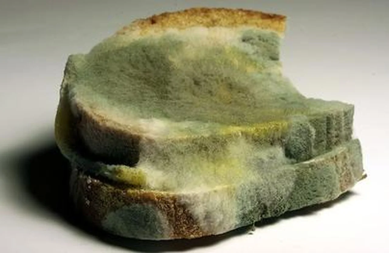 Co zrobić gdy chleb spleśnieje?