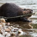 Dzień Bobrów: Czy Wiesz Wszystko o Tych Niezwykłych Zwierzętach?