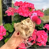 Amerykańskie lody bananowo – orzechowe