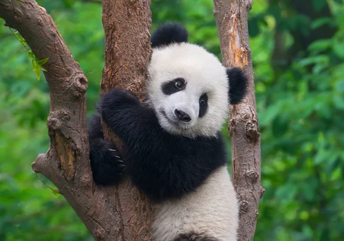 Dzień Pandy: Świętowanie najbardziej uroczych stworzeń na Ziemi